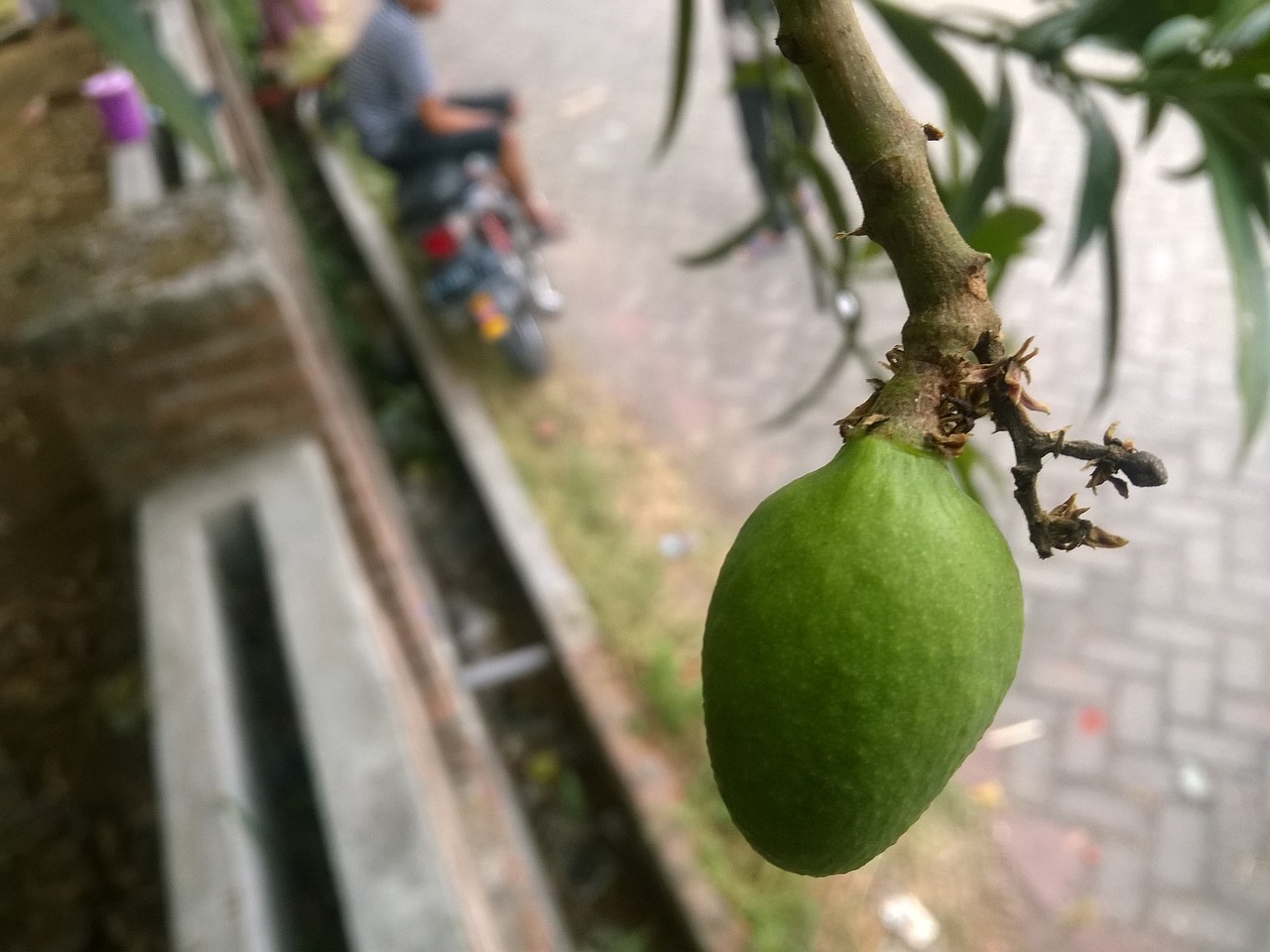 mango fruit green free photo