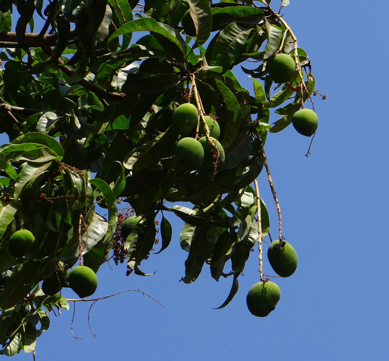 mango mangifera indica tropical fruit free photo