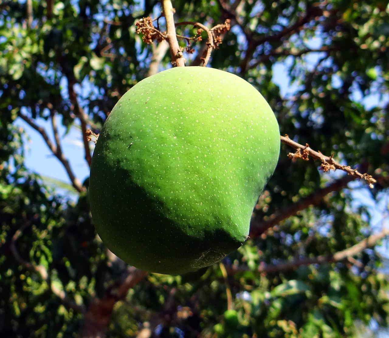 mango mangifera indica fruit free photo