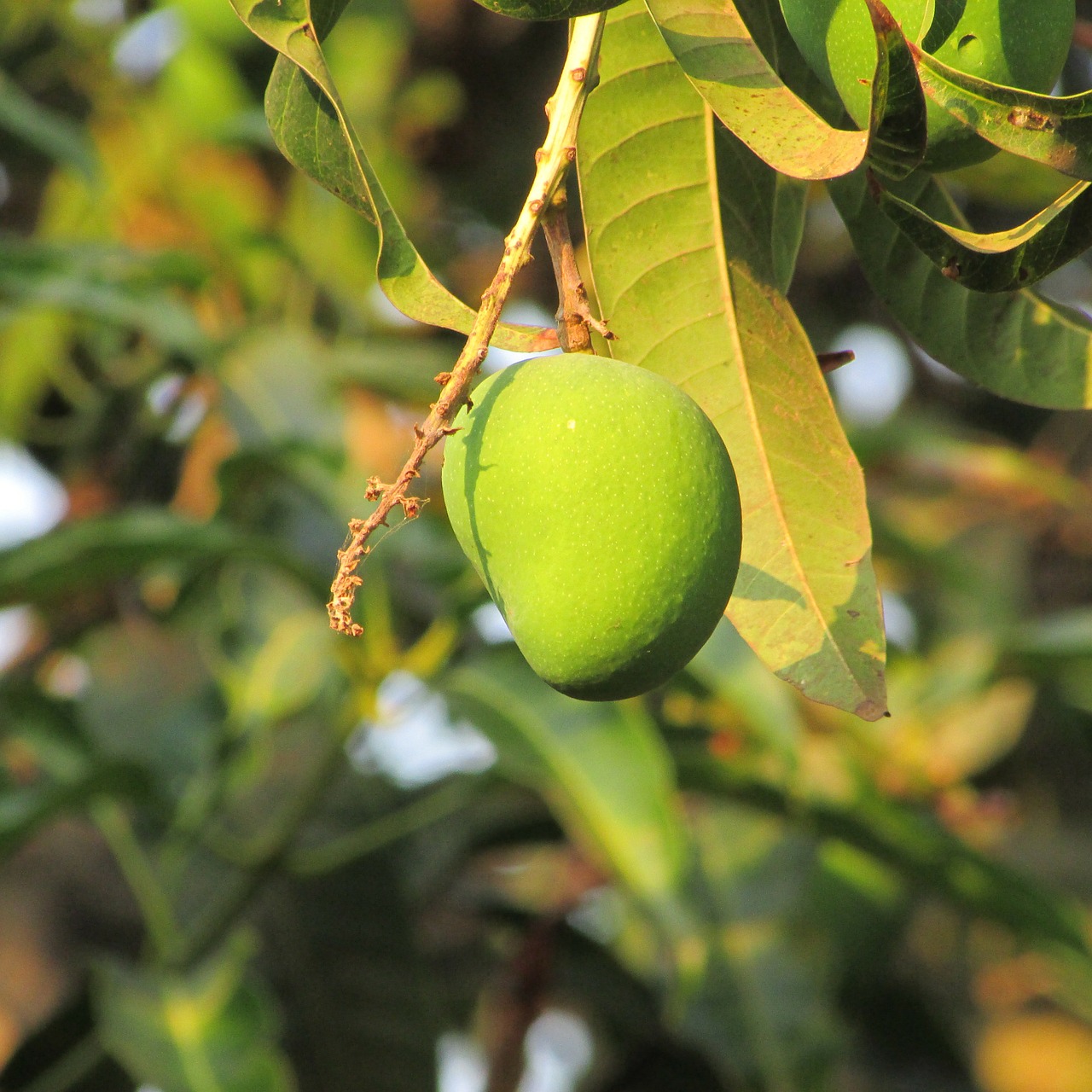 mango trees fruits free photo