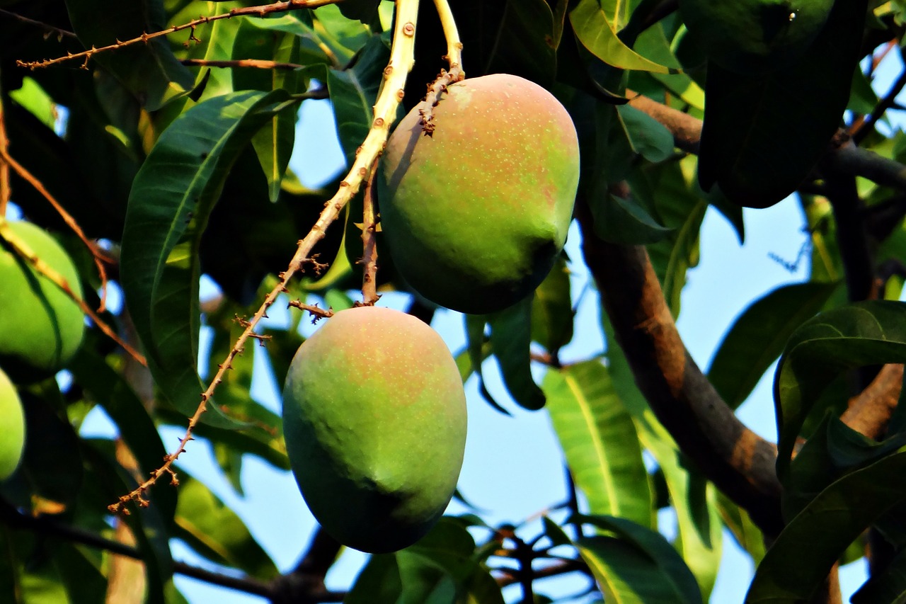 mango mangifera indica about ripe free photo