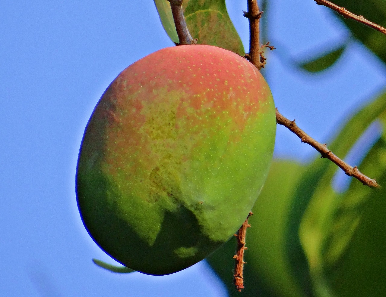 mango mangifera indica about ripe free photo