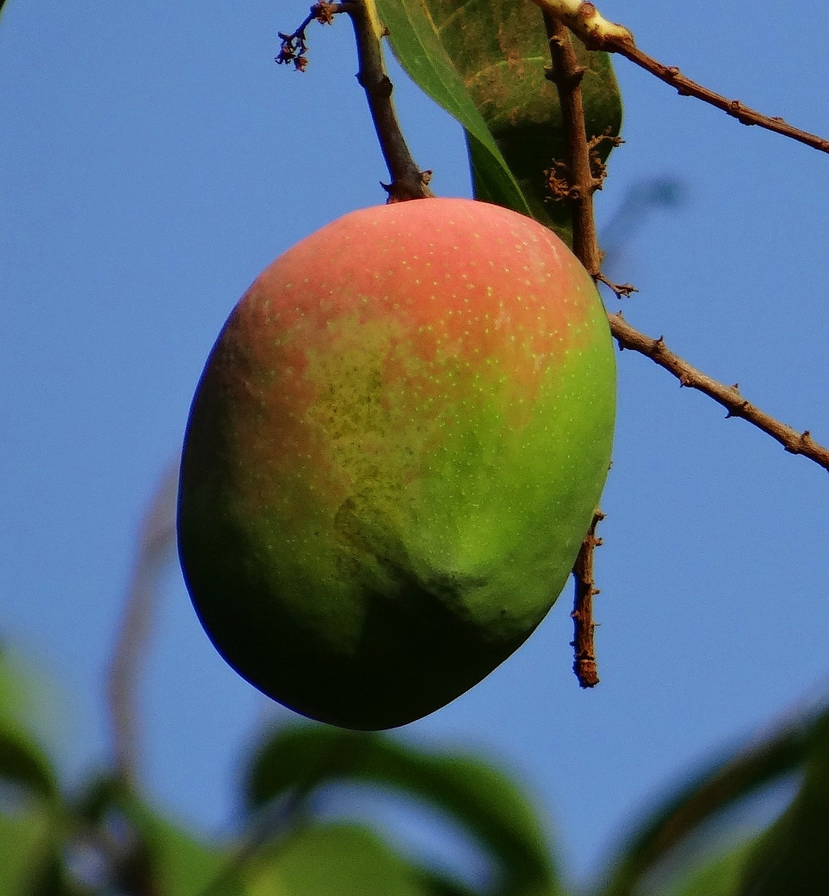 mango mangifera indica ripe free photo