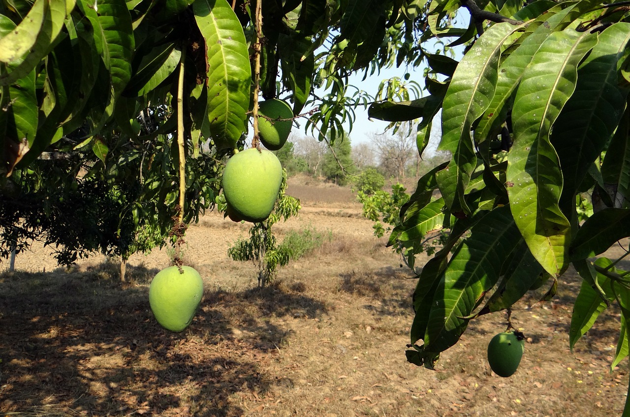 mango tree fruit free photo