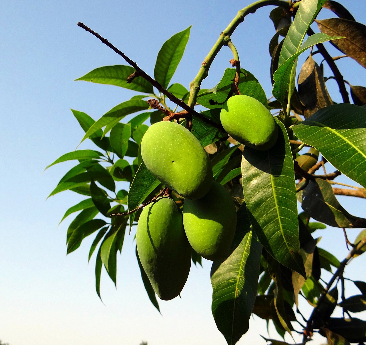 mango local strain late-growing free photo