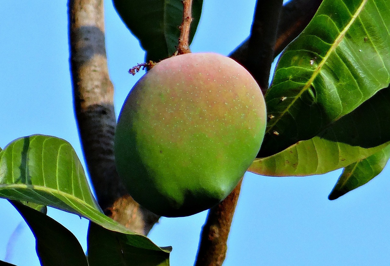 mango rosy fruit free photo