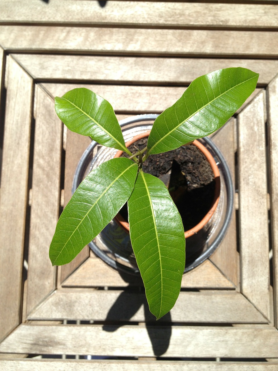 mango seedling pot free photo