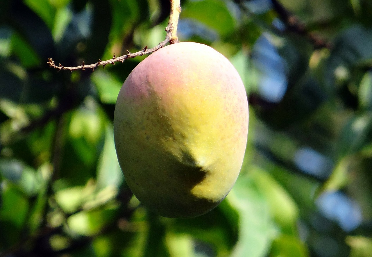 mango mango tree ripe free photo