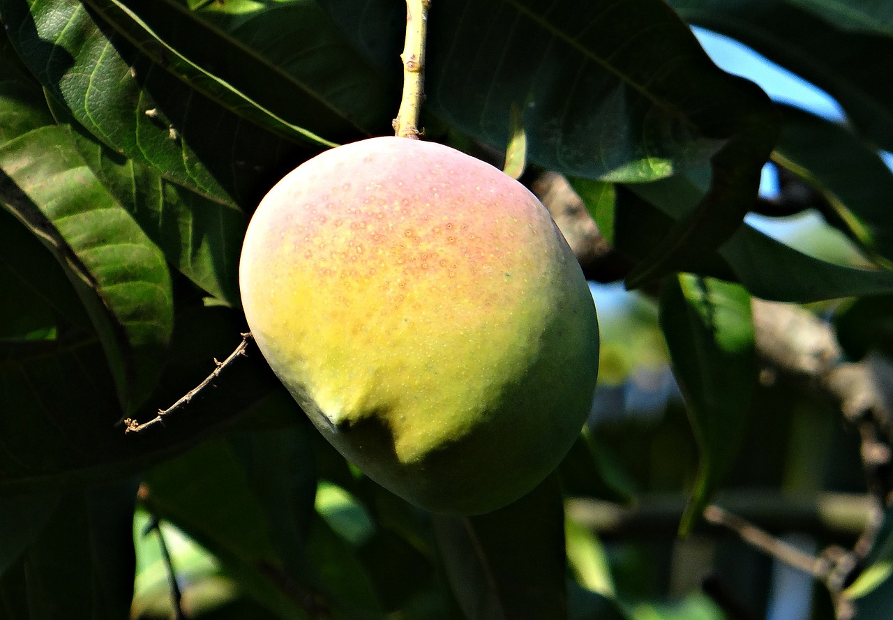 mango mango tree ripe free photo