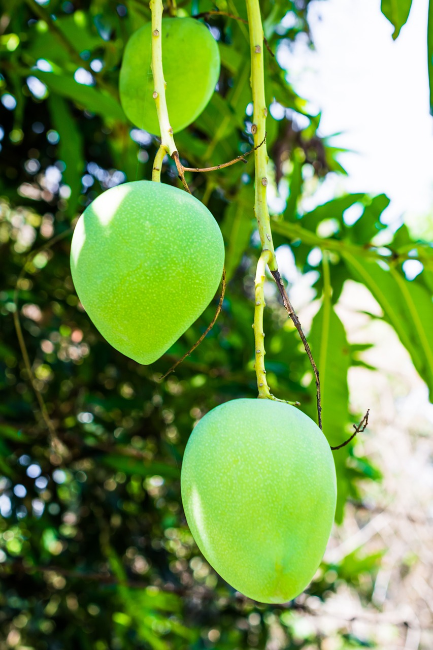mango mango tree fruits free photo