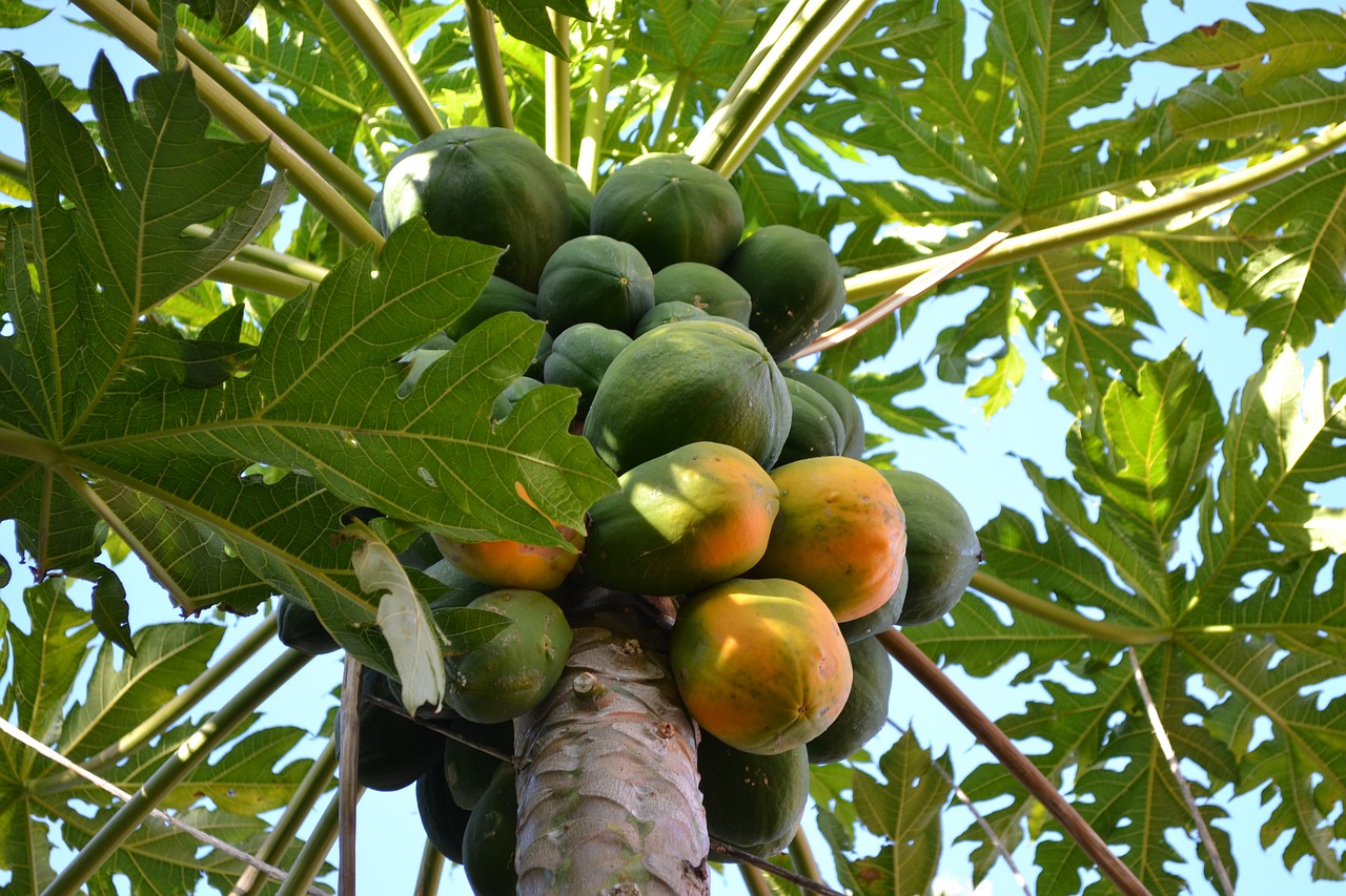 mango  tree  fruit free photo