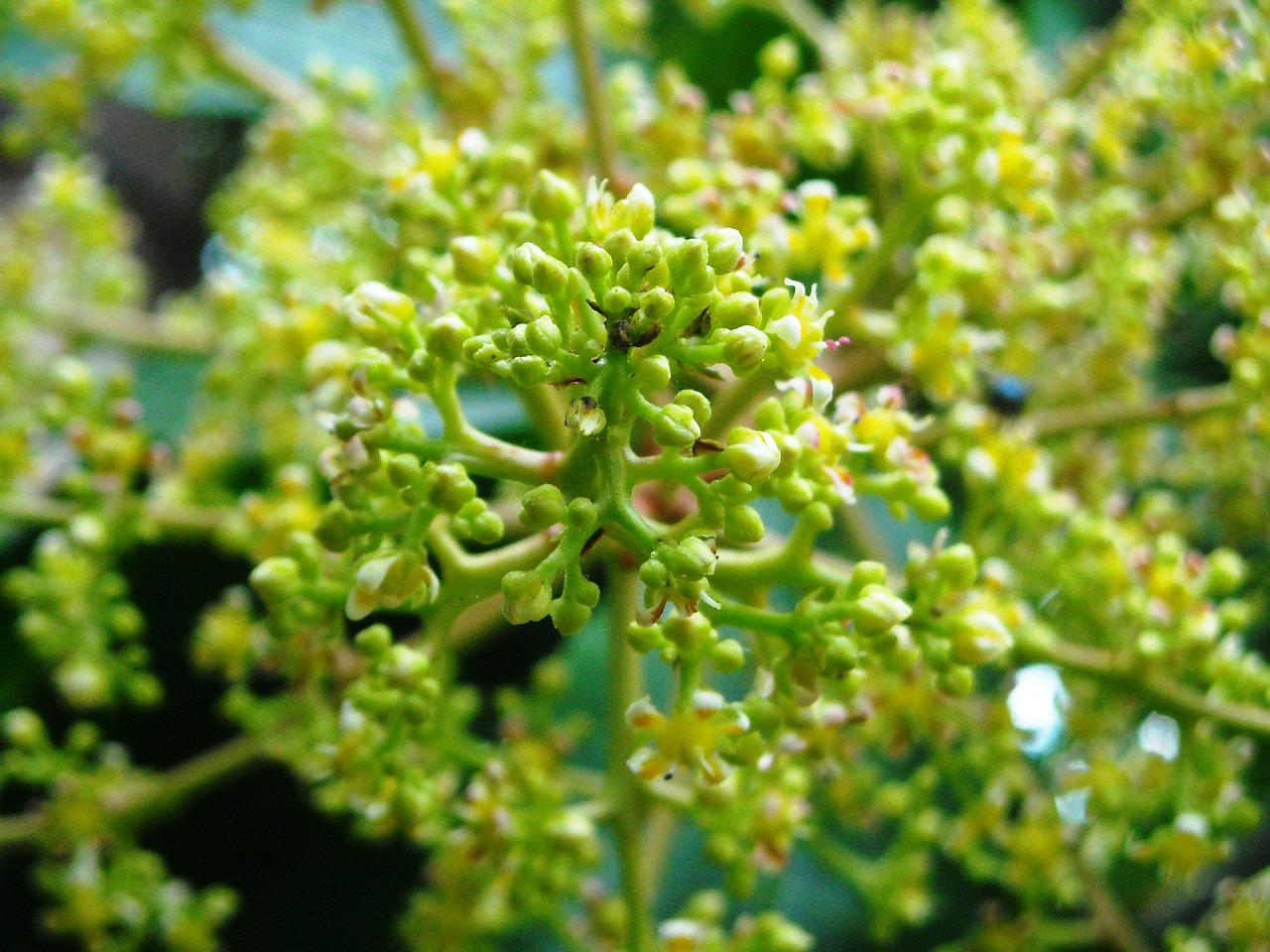 mango flowers plants free photo