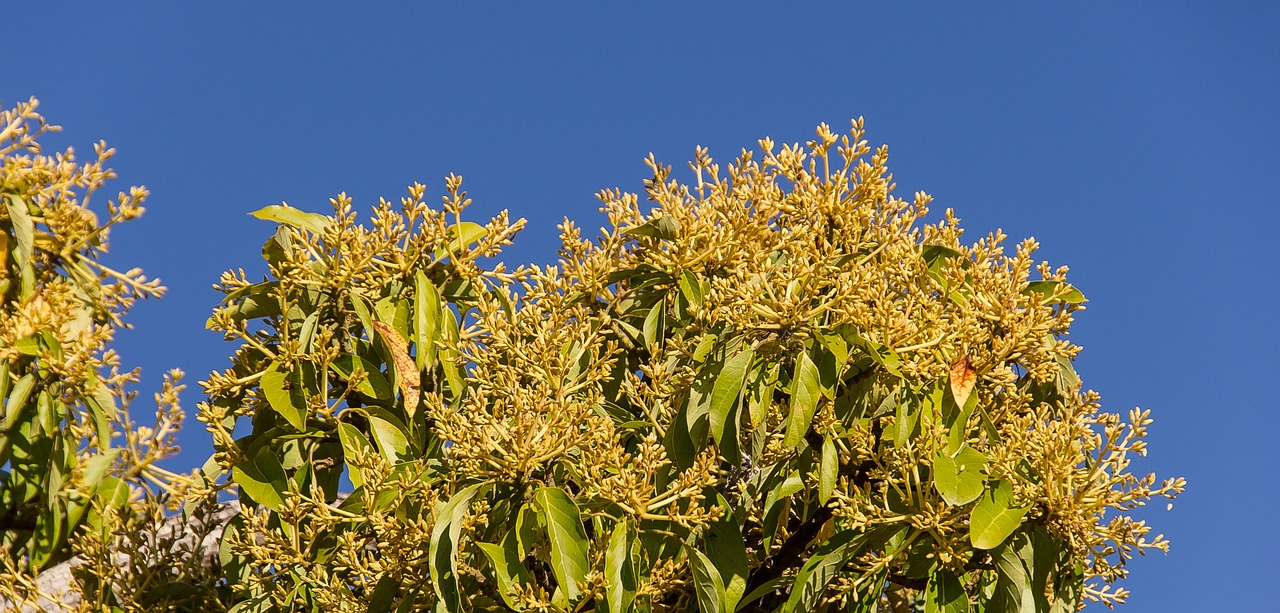 mango blossom flowers yellow free photo