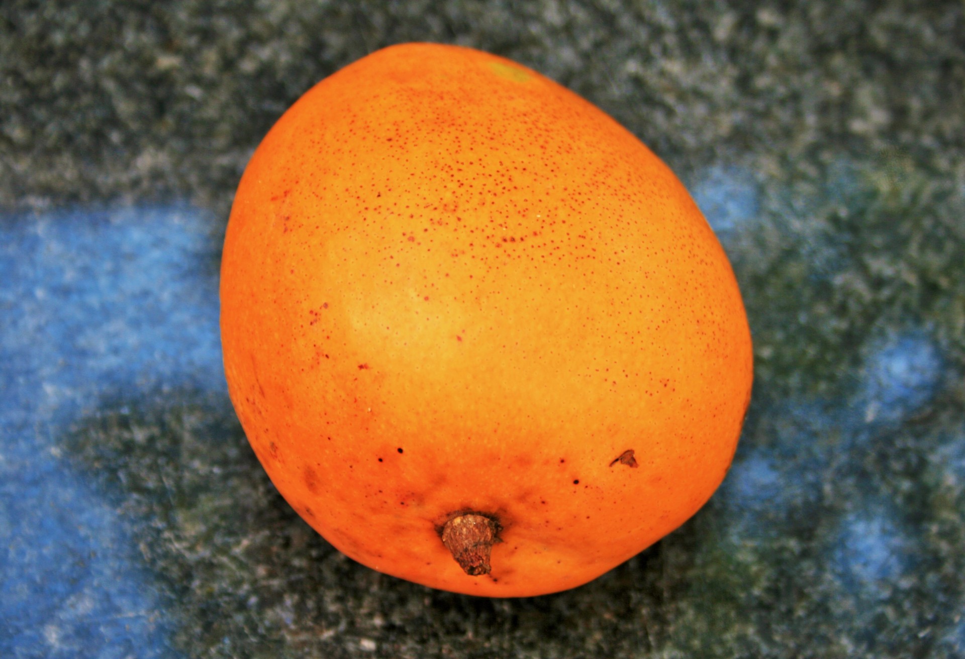 fruit mango round free photo