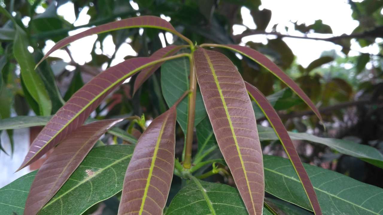 mango leaves mango leaf healthy free photo
