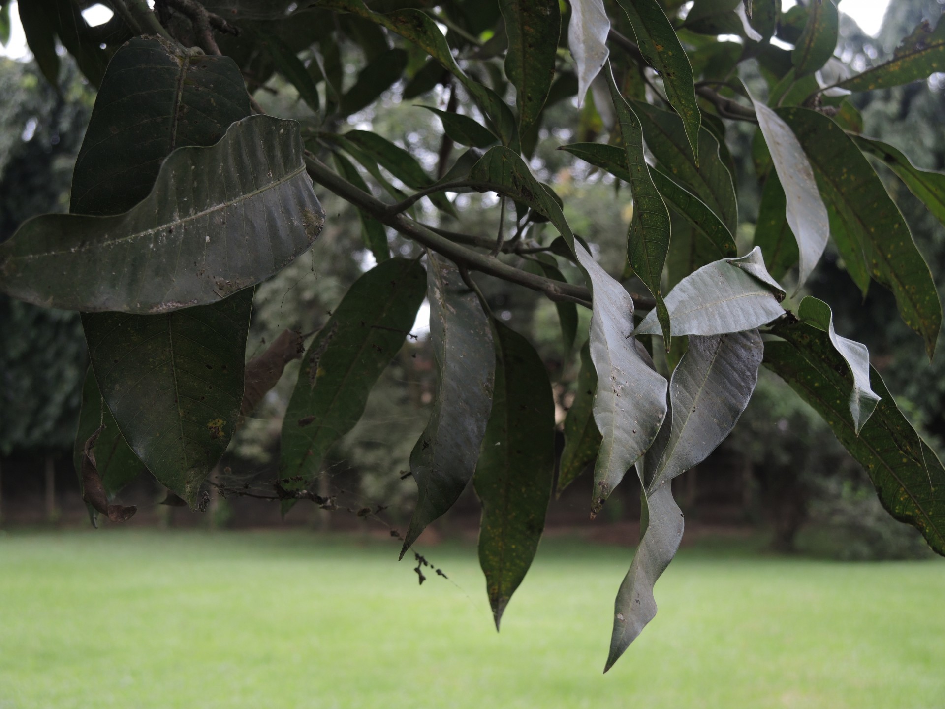 mango leaves fruit free photo