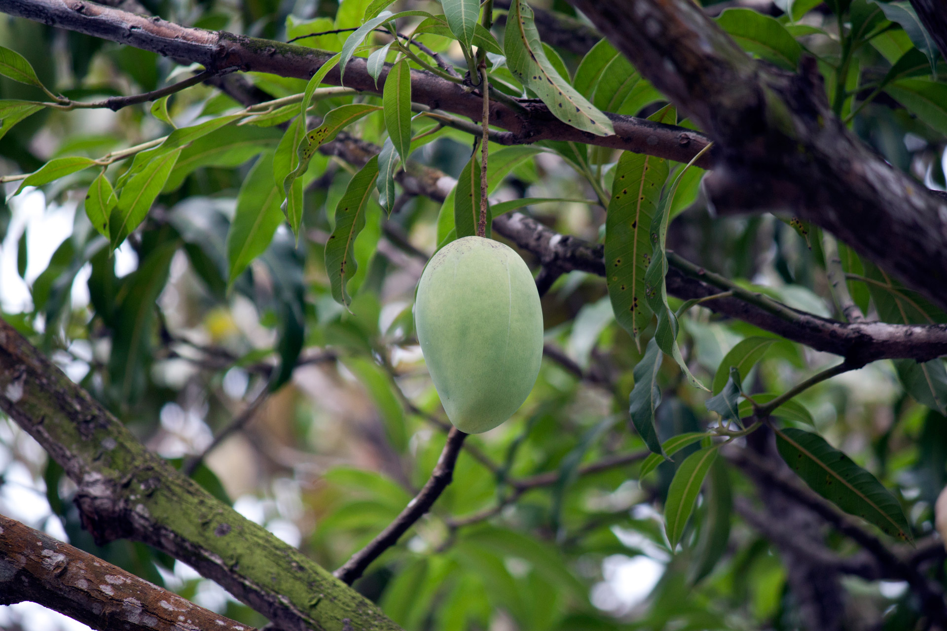 mango tree mango on the tree free photo