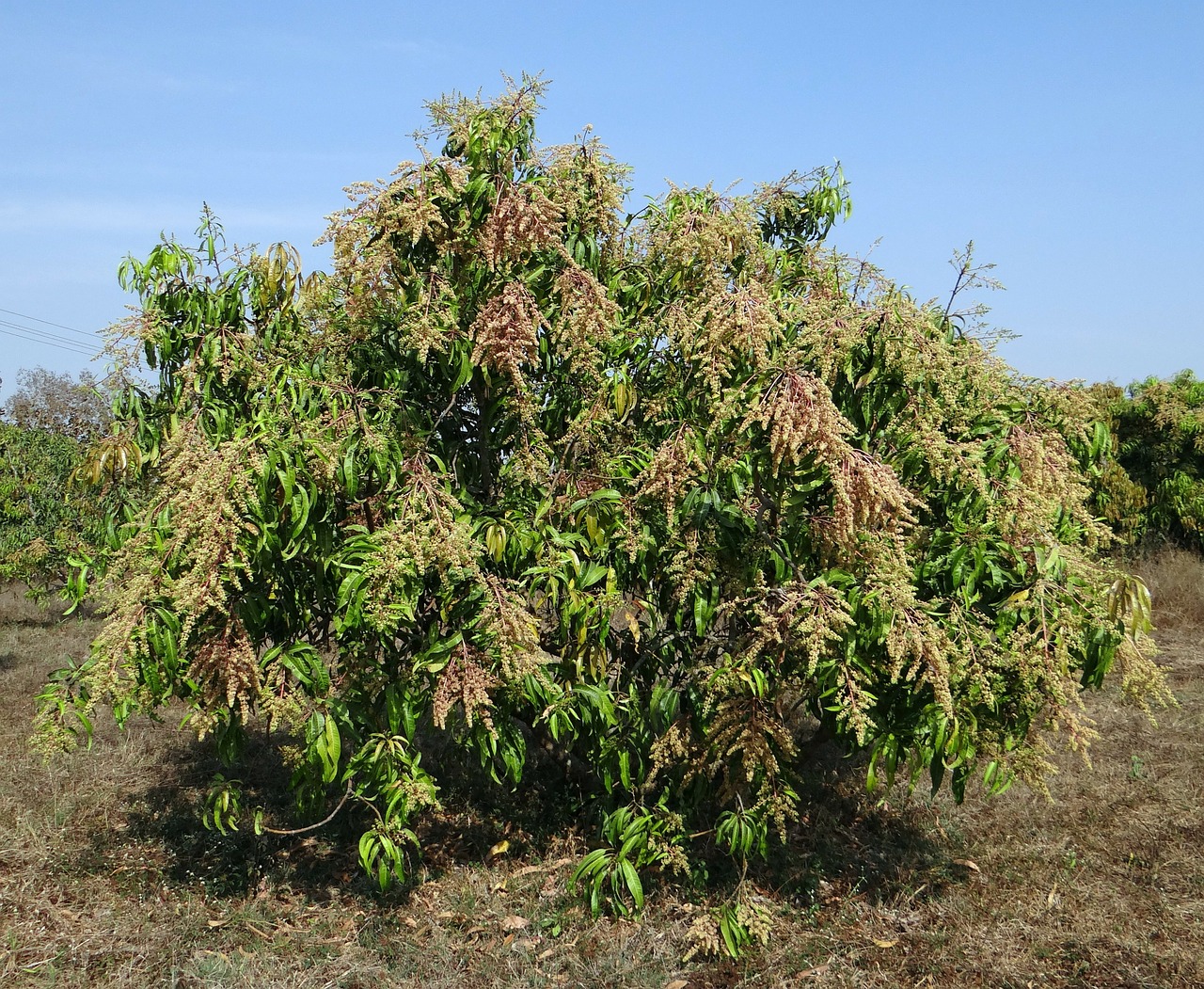 mango tree mangifera indica orchard free photo