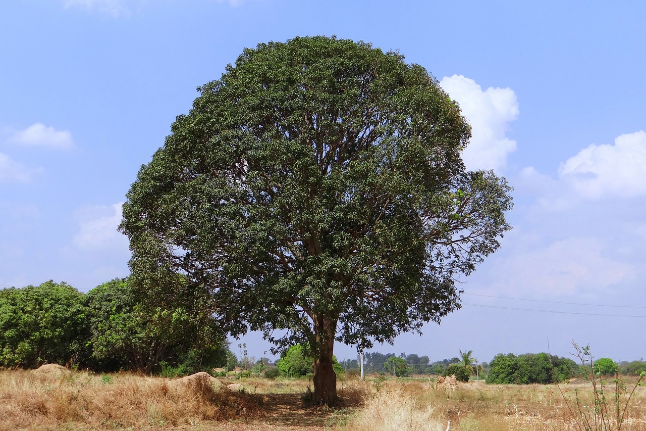 mango tree mangifera indica hirehonnehalli free photo