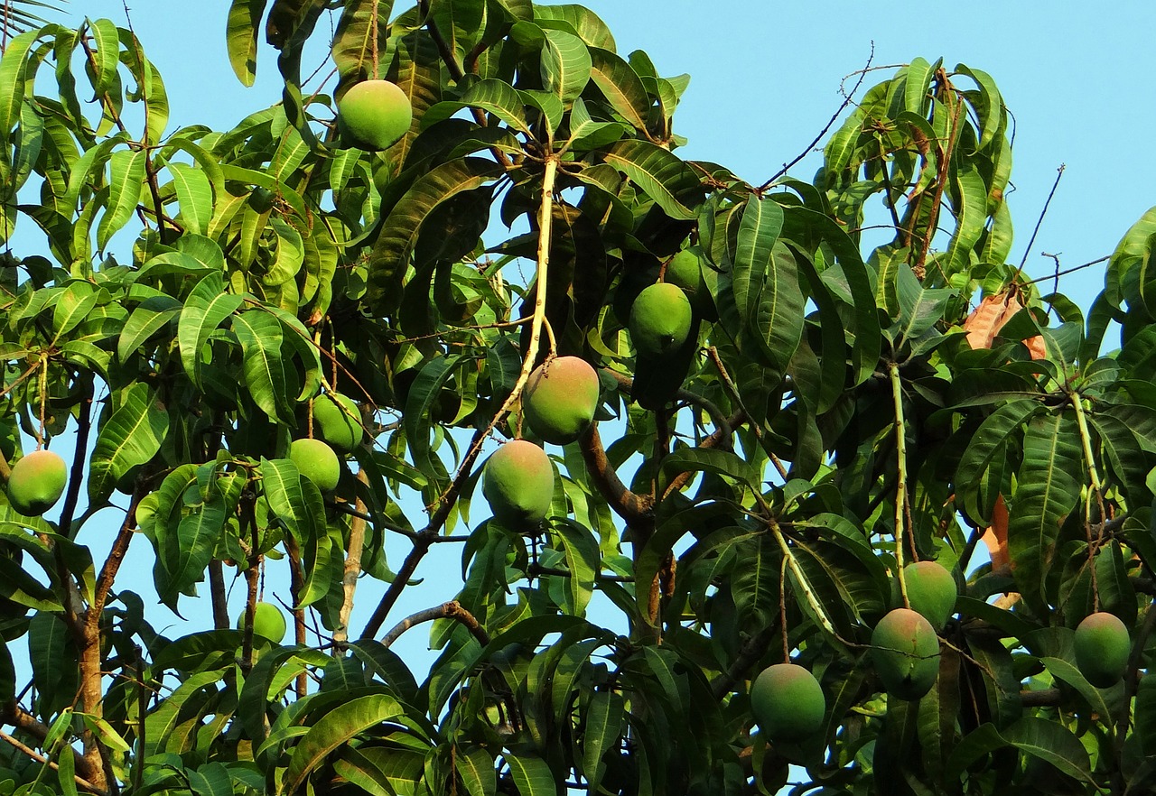 mango tree mango mangifera indica free photo