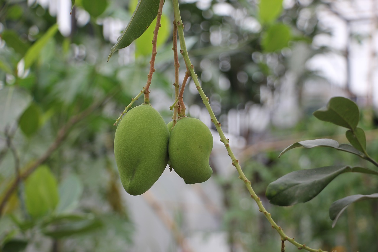mango tropical fruit natural free photo