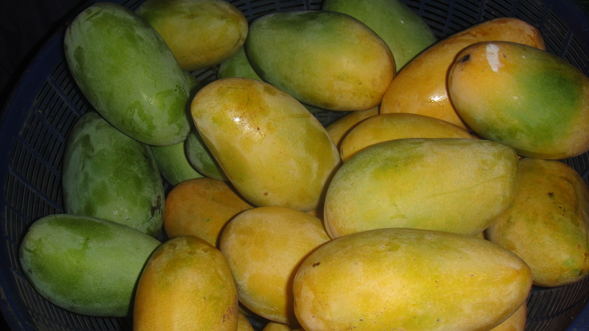 mango ripe mango green mango free photo