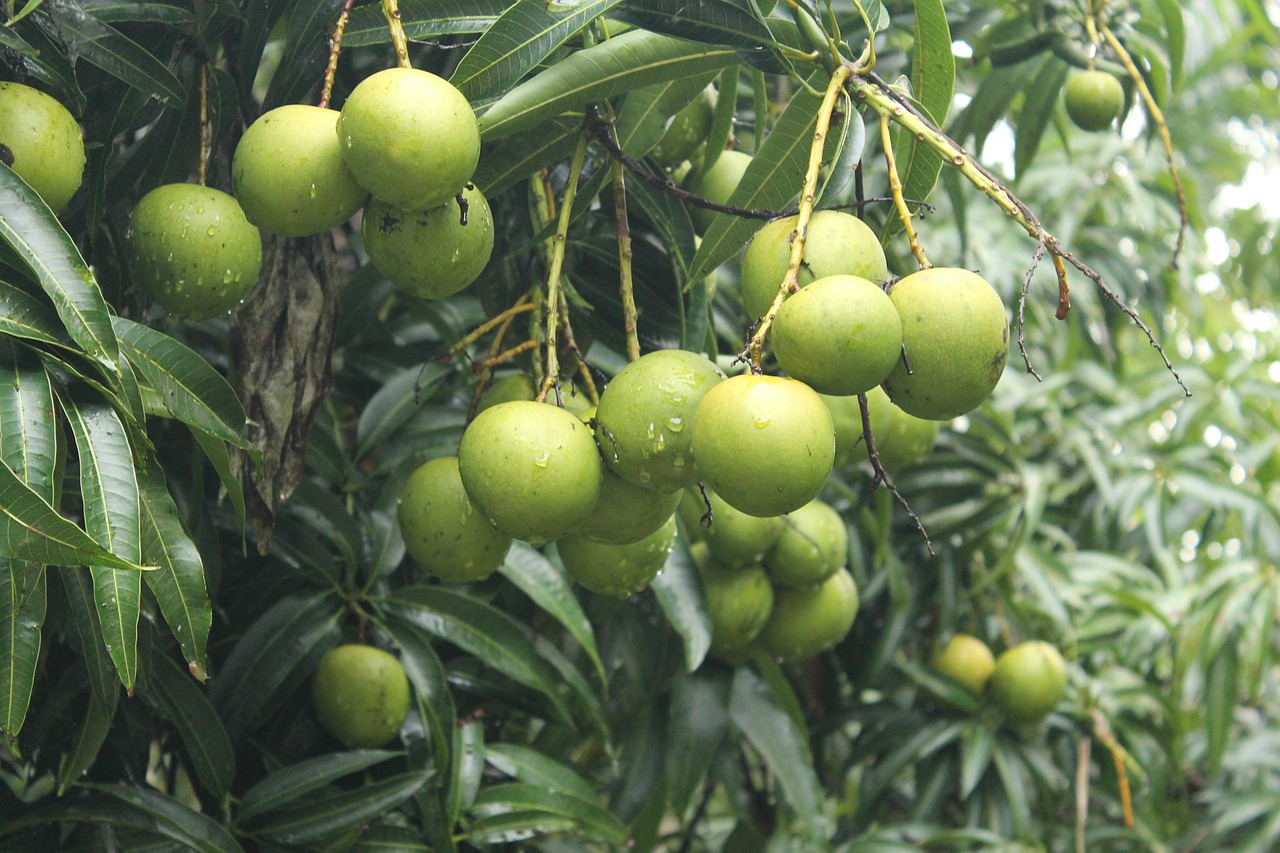 mangoes trees greenery free photo