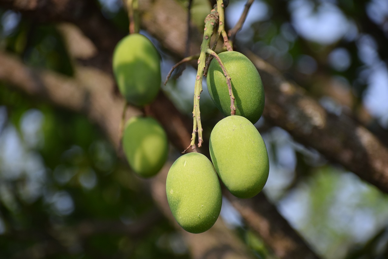 mangoes  raw  healthy free photo