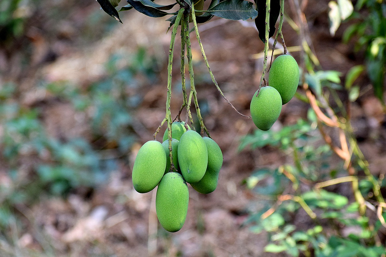 mangoes  raw  healthy free photo