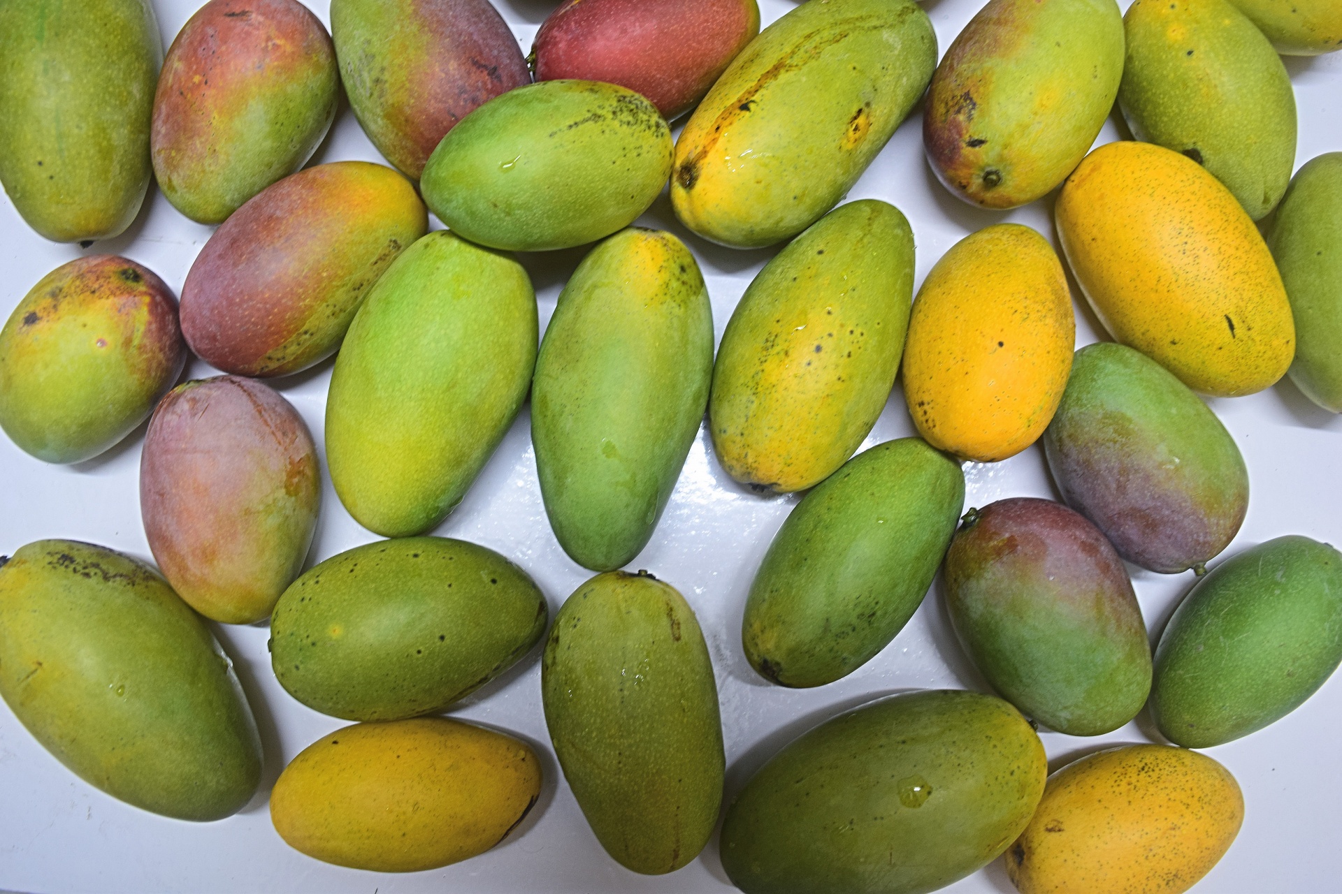 mangoes fruit nature free photo