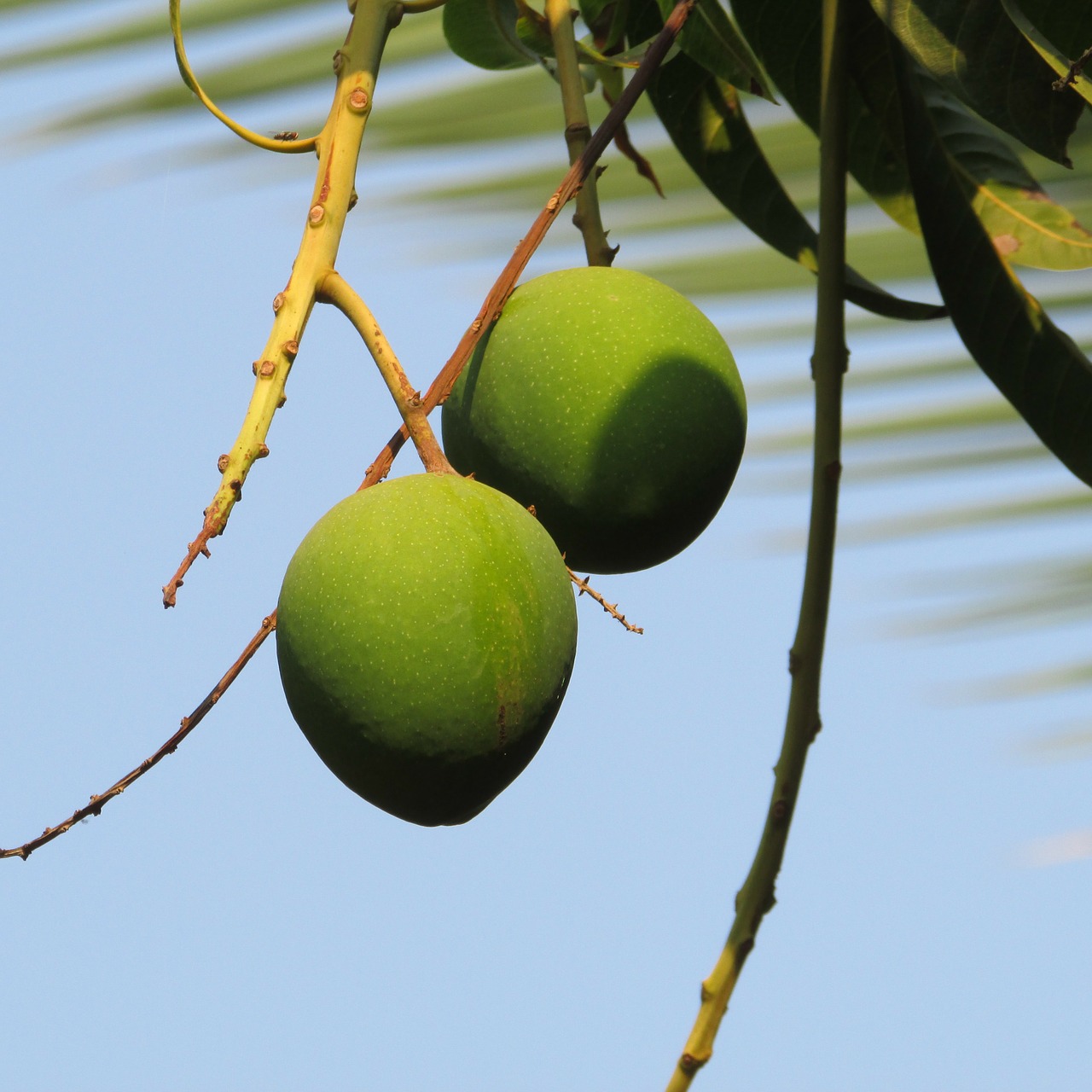 mangos mango tree fruits free photo