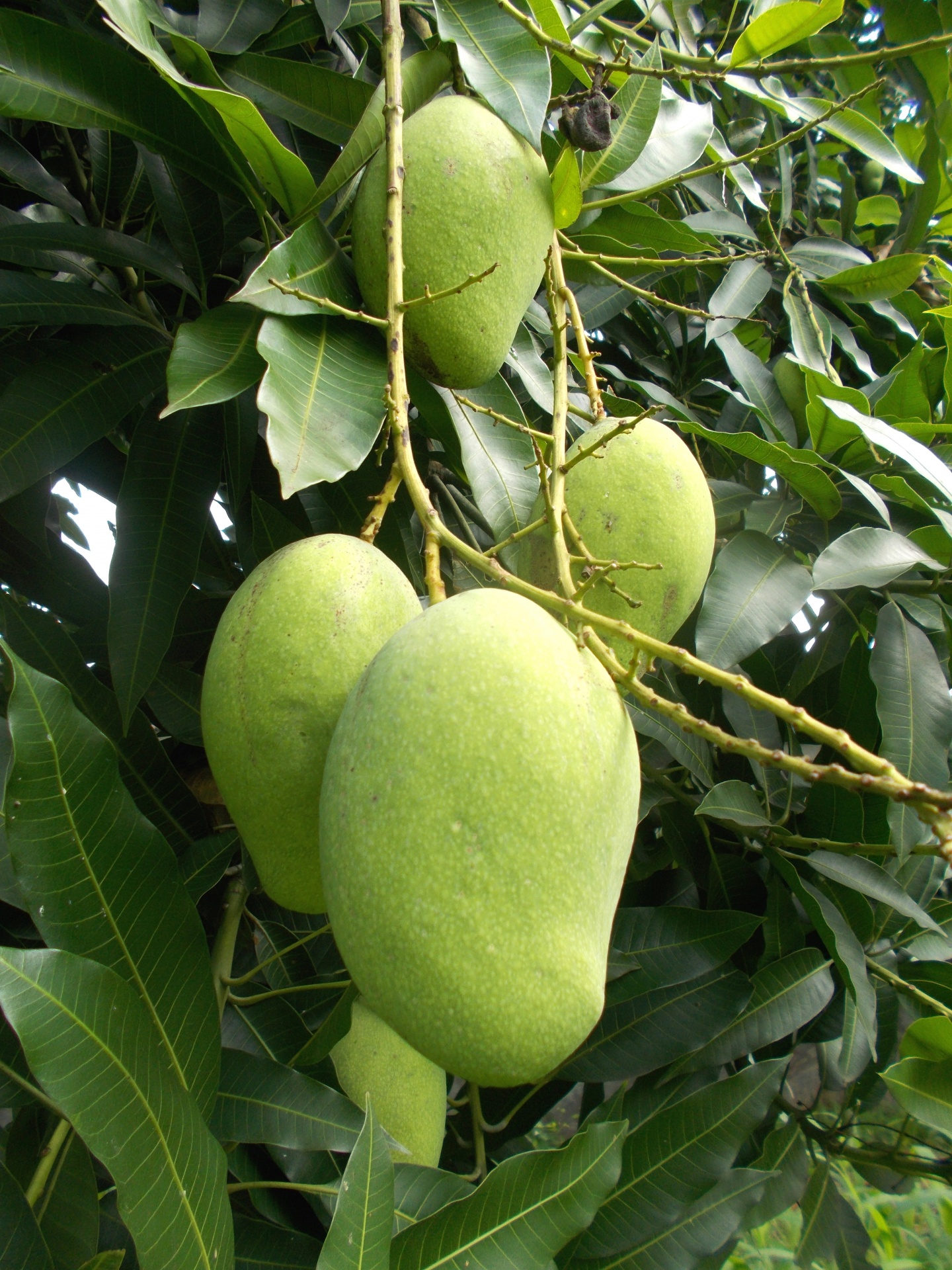 mangos mangoes fruit free photo