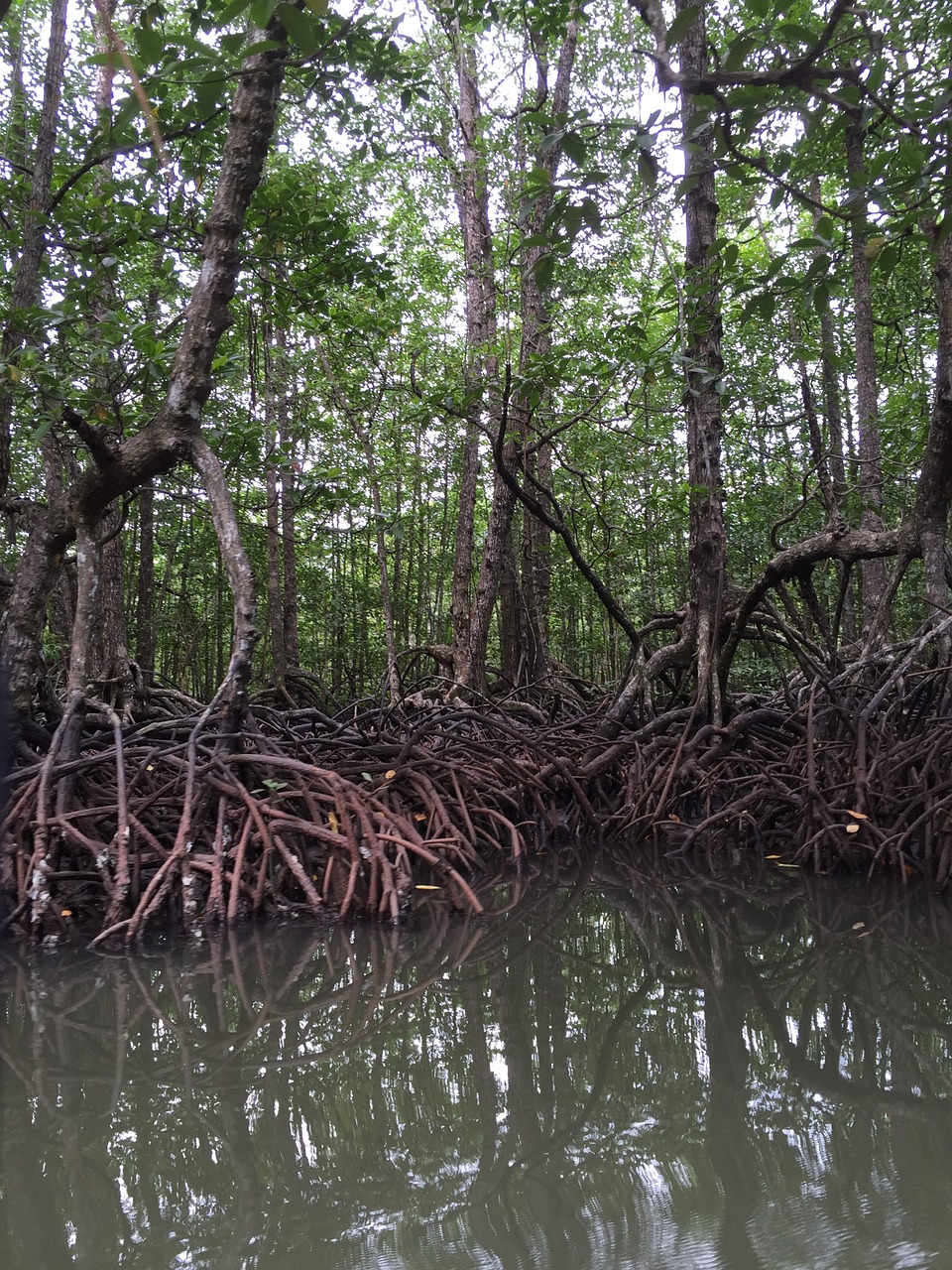 mangrove philippines trees free photo