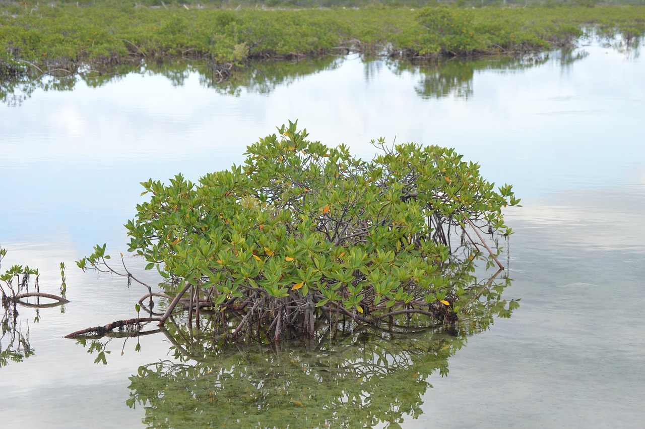 mangrove green water free photo