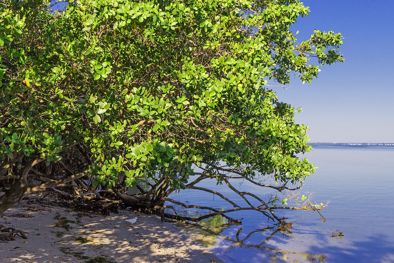 mangrove vegetation beach free photo