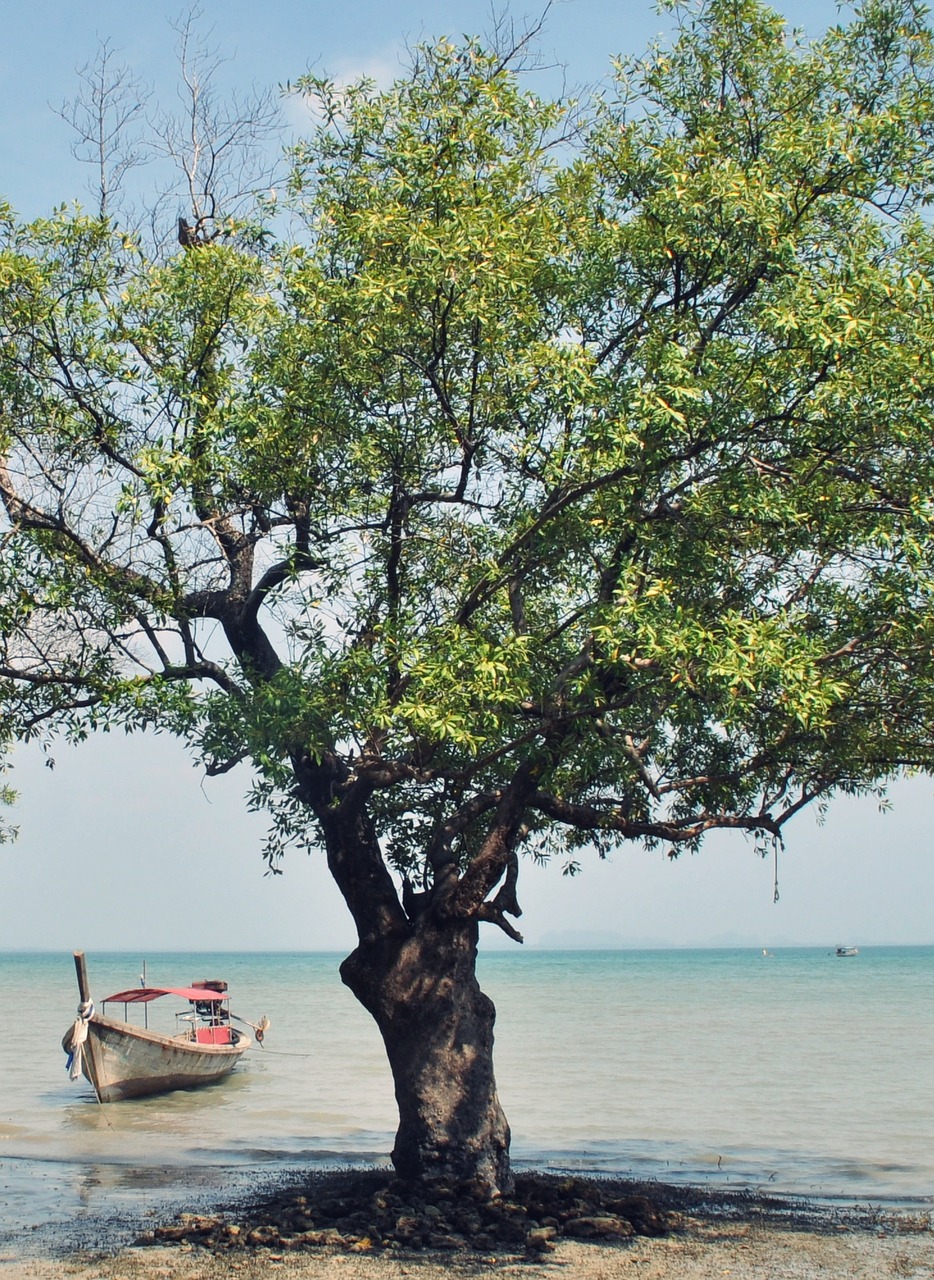 mangrove boot sea free photo