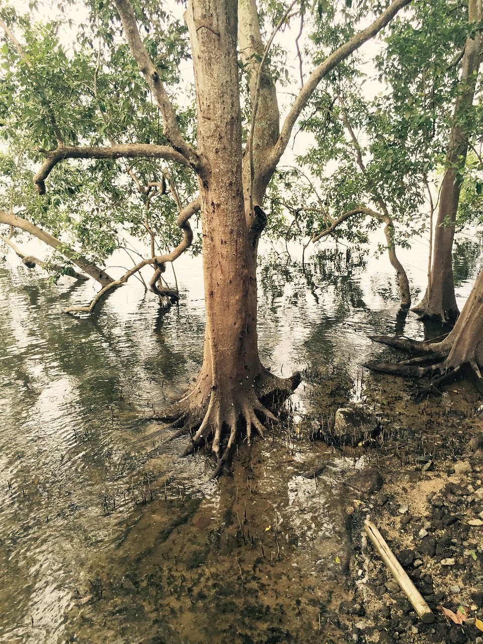 mangrove swamp nature free photo