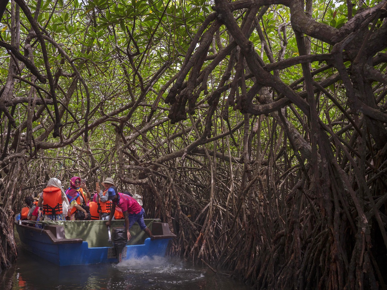 mangrove sri lanka forest free photo