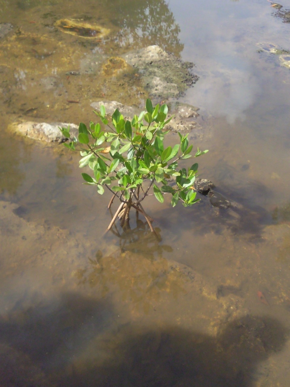 mangrove nature outdoor free photo