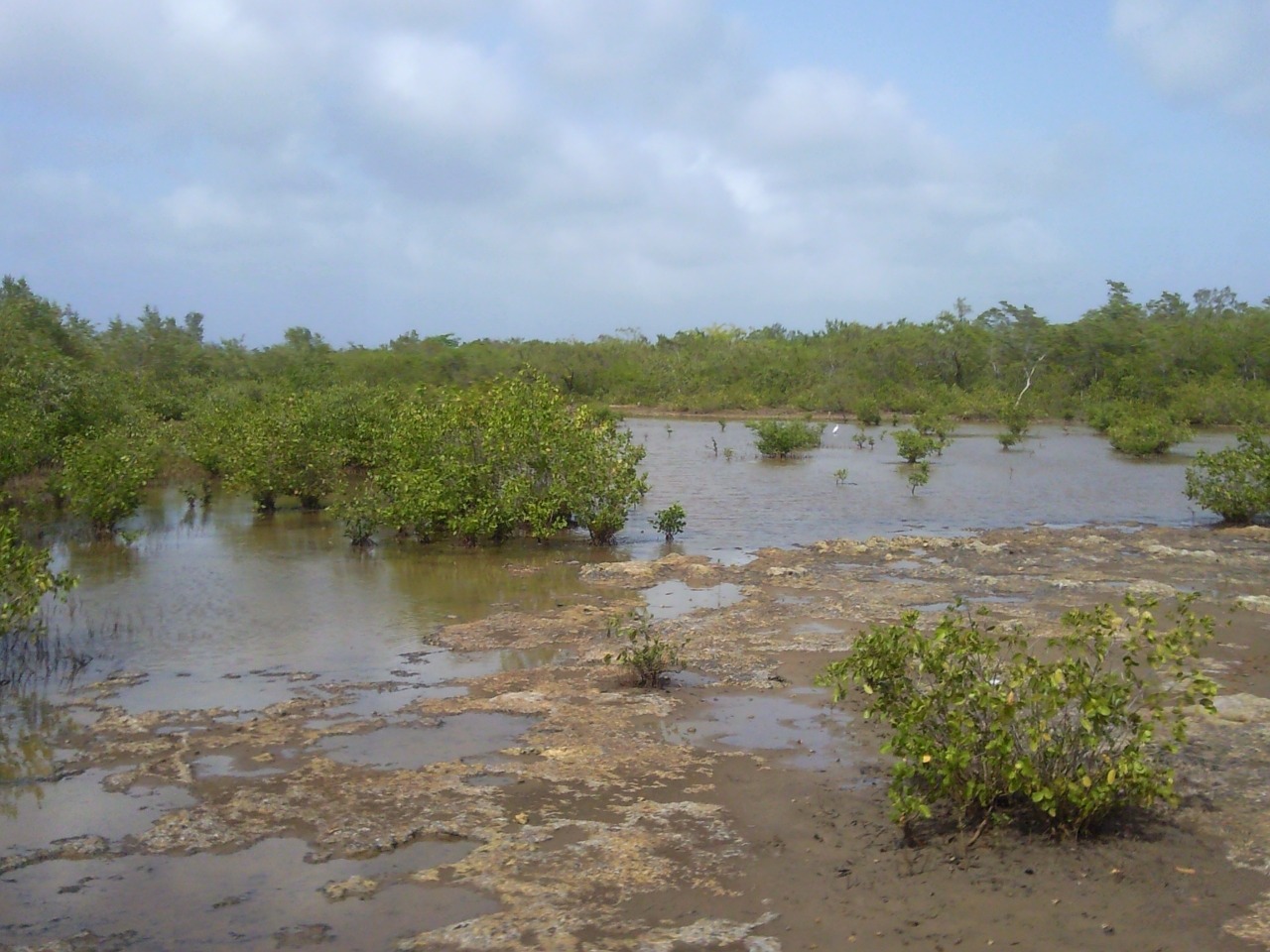 mangrove nature marsh free photo