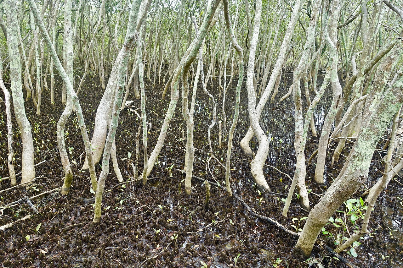 mangrove swamp watery free photo