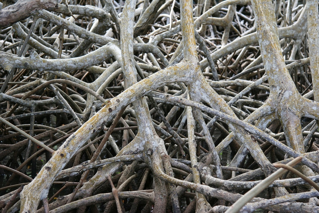 mangrove root martinique free photo