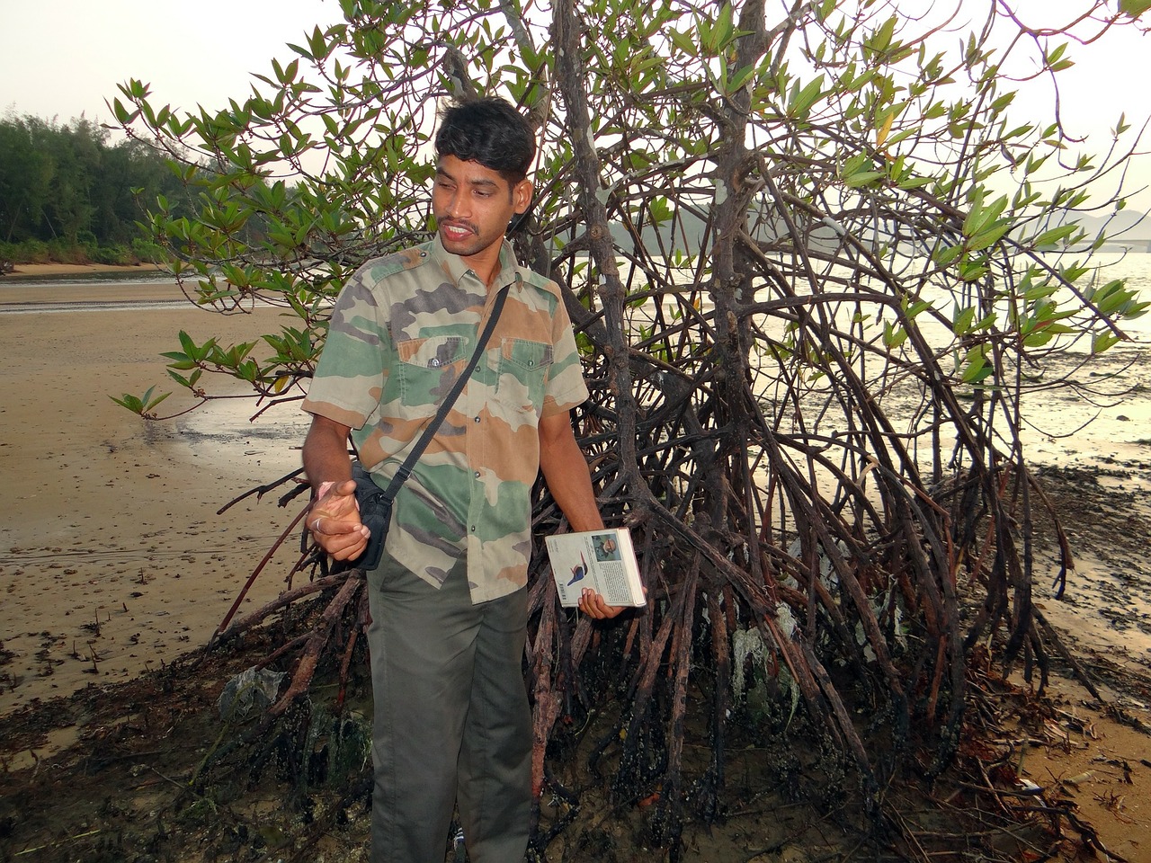 mangrove forest guide free photo