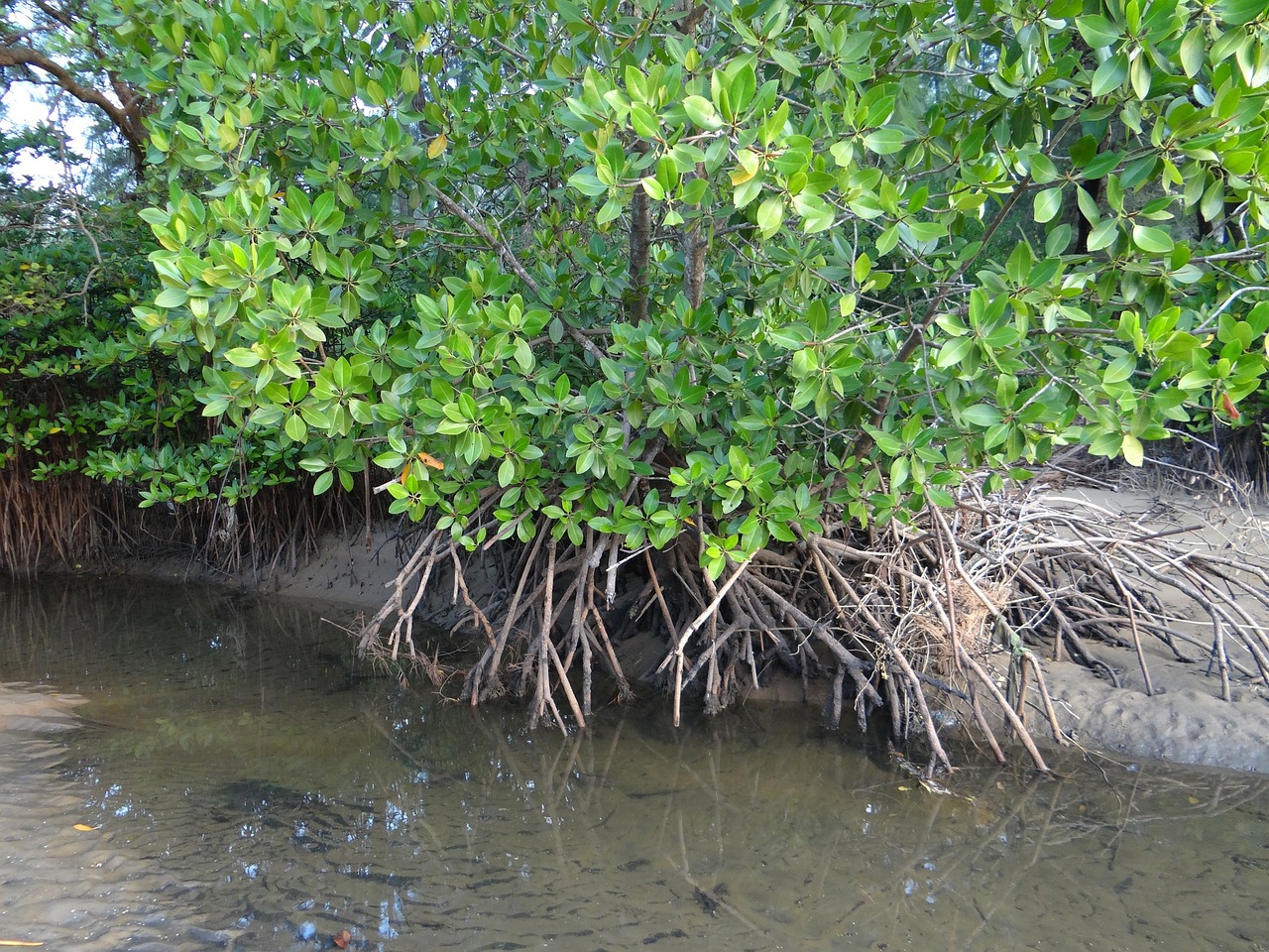 mangrove forest swamp free photo