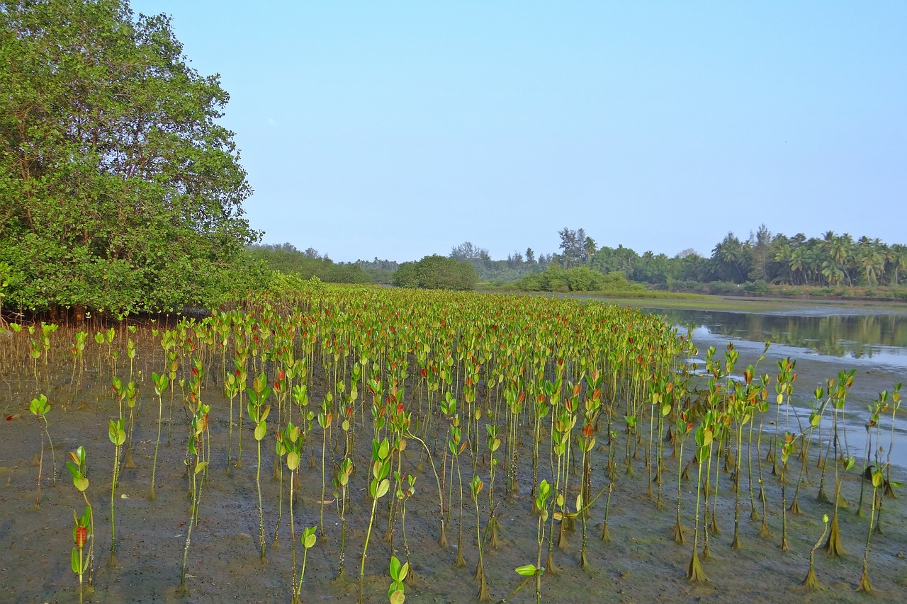 mangrove seedlings plantation free photo