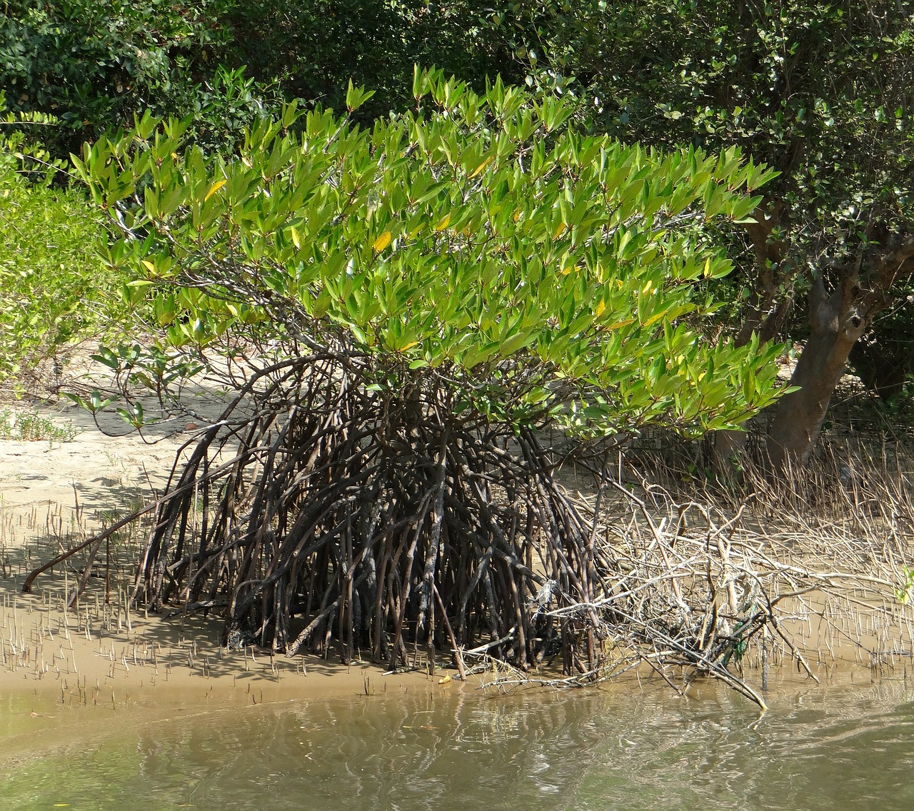 mangrove species tidal forest free photo