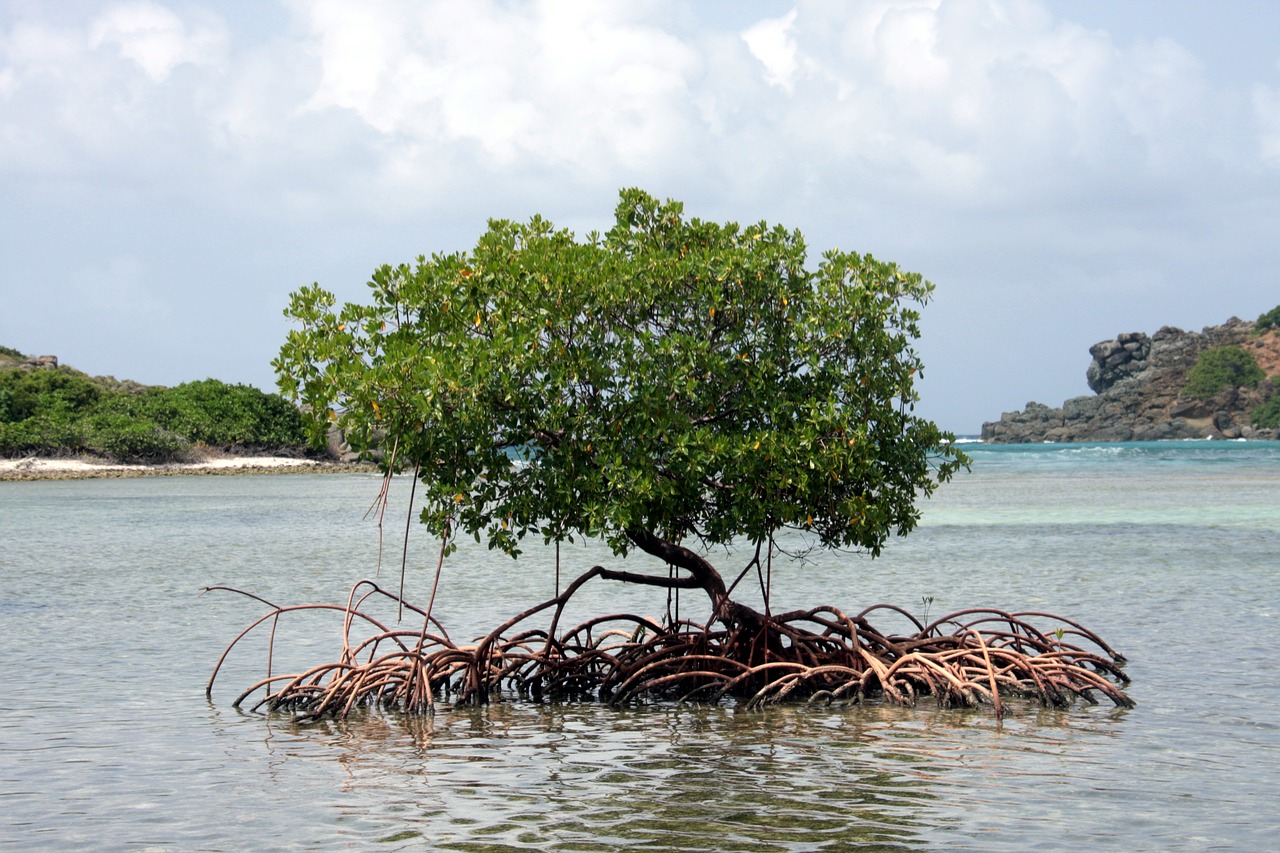 mangrove caribbean tree free photo