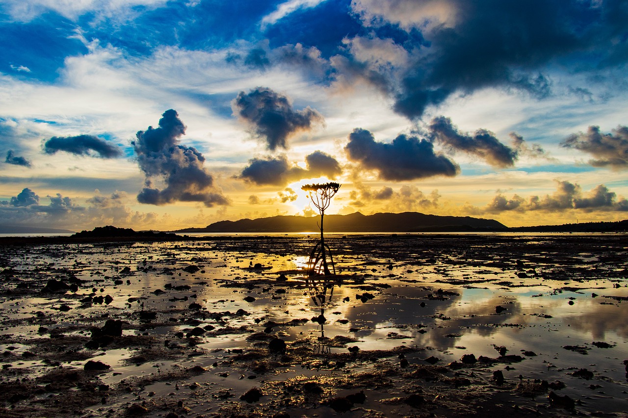 mangrove  sun  water free photo