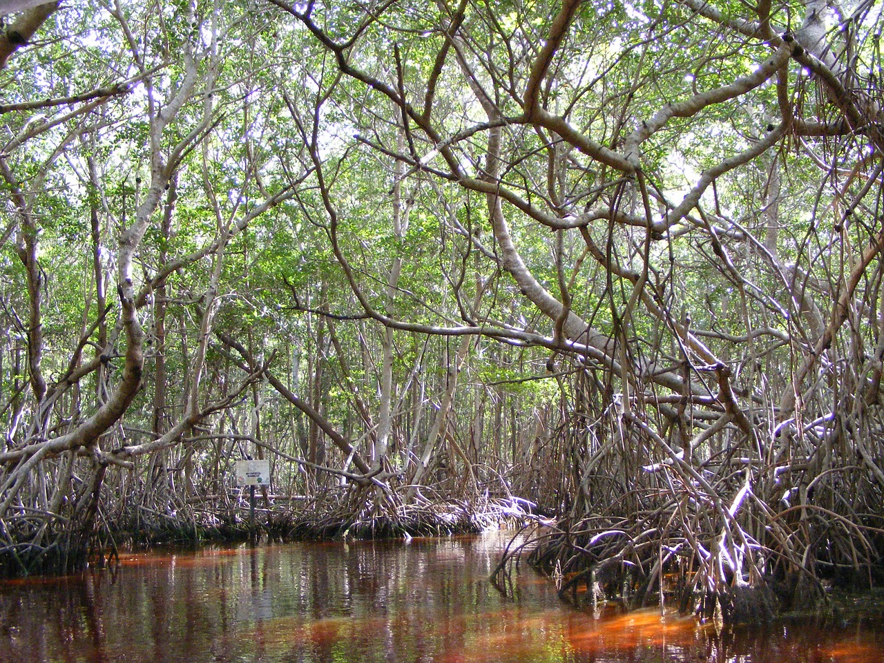 mangrove celestun yucatan mexico free photo