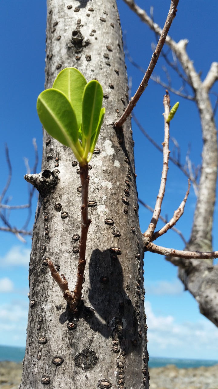 mangrove shoot new life free photo